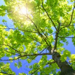 Tall Green Tree